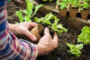 How to prevent gardening back pain