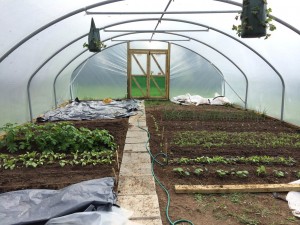 Grow my own veg in the polytunnel