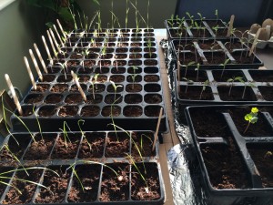 Growing my own Seedlings