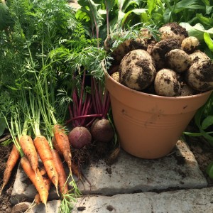 Root Vegetables from the Poly