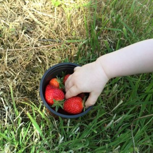 Strawberries from the Polytunnel