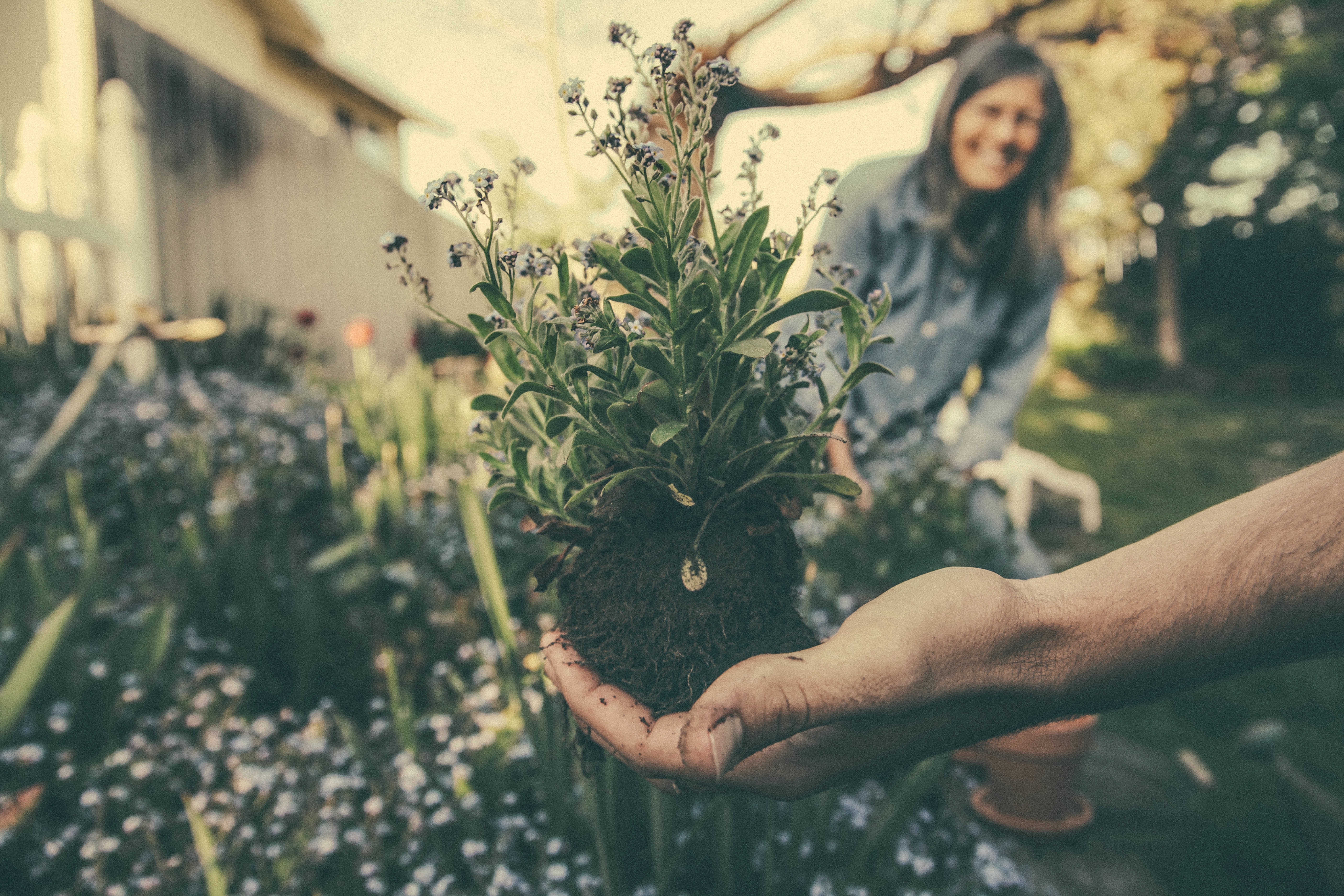 Gardening - 4 easy stretches to prevent back pain