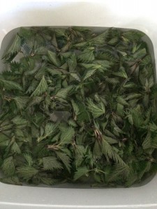 Stinging Nettle; a free superhero ingredient