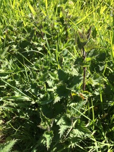 Health benefits take the sting out of nettles