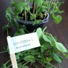 #Givepeasachance #Recipea Challenge StriPEASe! (Get it!)