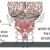 Chiropractic is not about pain – it’s about the brain It's not about pain - it's about the brain