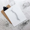 Curves Matter; Essential arches eliminate pain in the neck and lower back Spine drawing