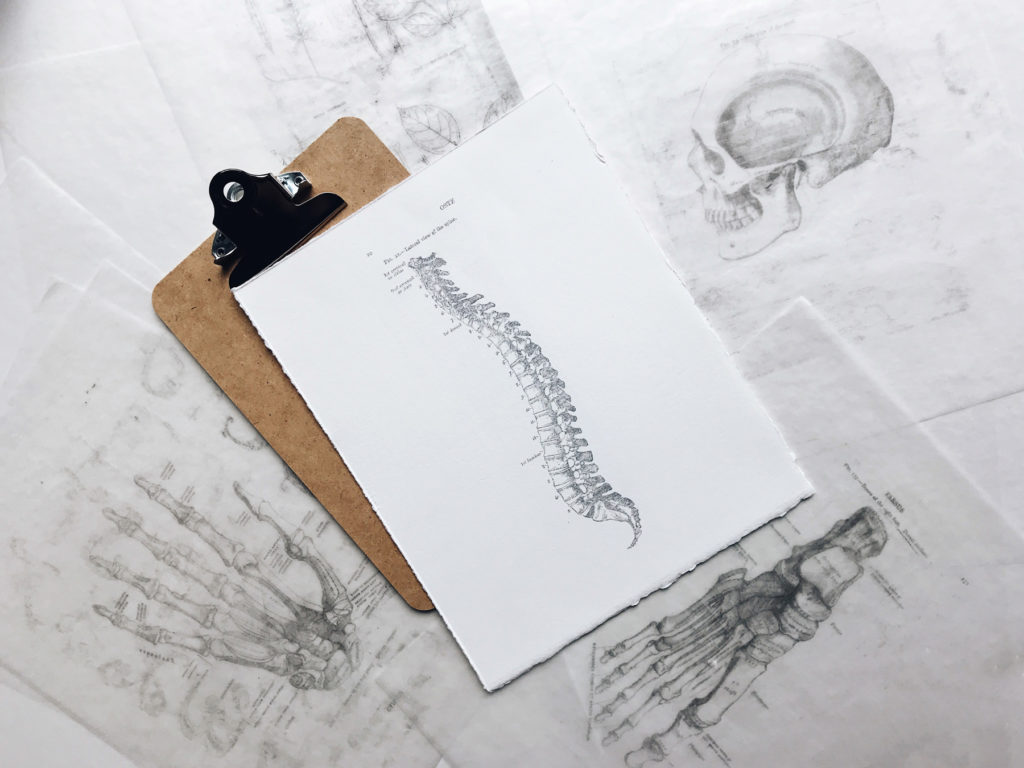 Spine drawing